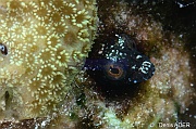 Emblemaria pandionis Blennie tube-Porites astreoides Bonaire Buddy reef-16m-20180221-Denis-ADER-DSC_7362_tn